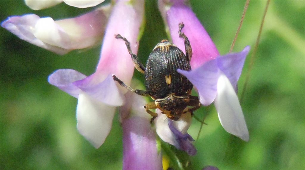 Mononychus punctumalbum - (Curculionidae)